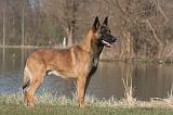 MALINOIS 1044